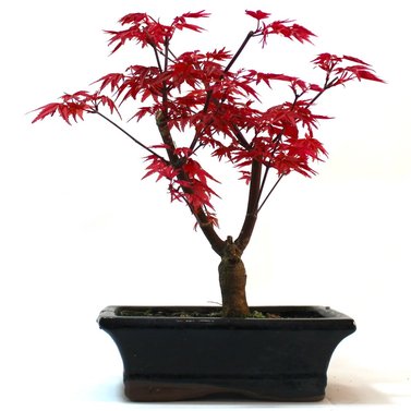 Red Maple Tree - Acer Rubrum