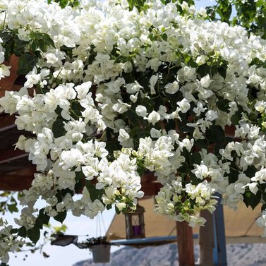 Bougainvillea (White) Image