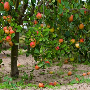 Apple - Saib - Amri Delicious Apples - Malus Domestica