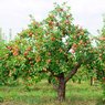 Apple - Saib - Amri Delicious Apples - Malus Domestica