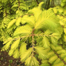 Dawn Redwood Tree - Metasequoia glyptostroboides