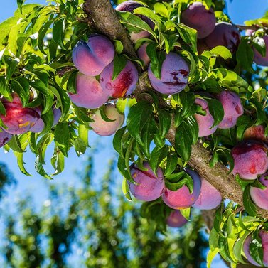 Plum - Prunus domestica