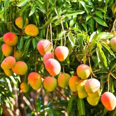 Mangoes-  Aam - Different Verities