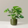 Monstera Deliciosa-Swiss Cheese Plant-Delicious Monster