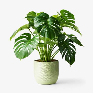 Monstera Deliciosa-Swiss Cheese Plant-Delicious Monster