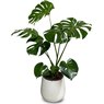 Monstera Deliciosa-Swiss Cheese Plant-Delicious Monster