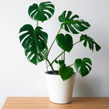 Monstera Deliciosa-Swiss Cheese Plant-Delicious Monster