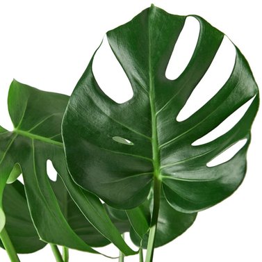 Monstera Deliciosa-Swiss Cheese Plant-Delicious Monster