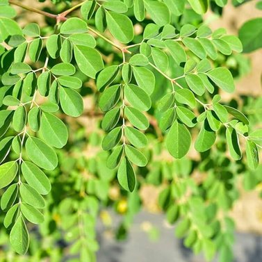 Moringa - Sohanjna - Medicinal Plant