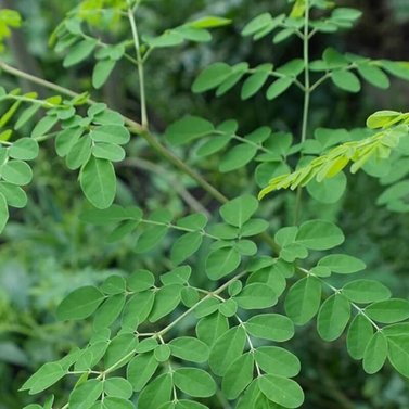 Moringa - Sohanjna - Medicinal Plant