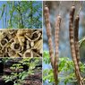 Moringa - Sohanjna - Medicinal Plant