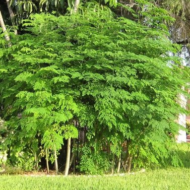 Moringa - Sohanjna - Medicinal Plant