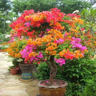 Bougainvillea Multi Color -Bougainvillea Glabra