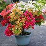 Bougainvillea Multi Color -Bougainvillea Glabra