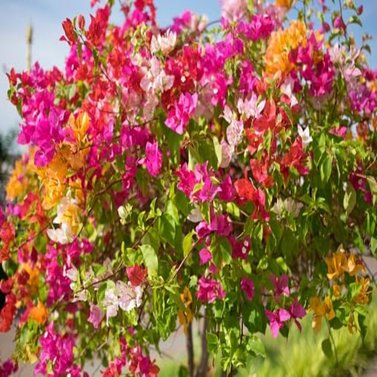 Bougainvillea Multi Color -Bougainvillea Glabra