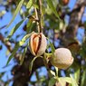 Almond -  Badaam - Prunus dulcis