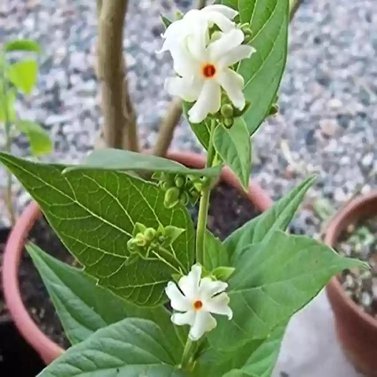 Parijat-Parijatak-Harshringar-Nyctanthes Arbor-Tristis Vine