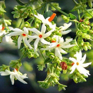 Parijat-Parijatak-Harshringar-Nyctanthes Arbor-Tristis Vine