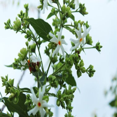 Parijat-Parijatak-Harshringar-Nyctanthes Arbor-Tristis Vine