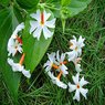 Parijat-Parijatak-Harshringar-Nyctanthes Arbor-Tristis Vine