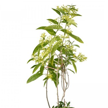 Raat ki Rani - Cestrum Nocturnum - the Lady of the Night - Night-Blooming Jasmine