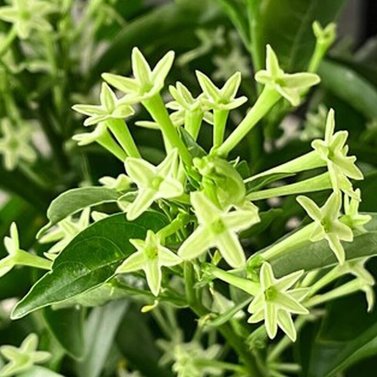 Raat ki Rani - Cestrum Nocturnum - the Lady of the Night - Night-Blooming Jasmine