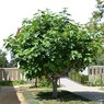 Fig - Injeer - Inzer, Hanjeer - Ficus Carica