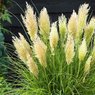 Pampas Grass - Cortaderia Selloana