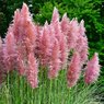 Pampas Grass - Cortaderia Selloana