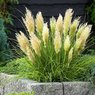 Pampas Grass - Cortaderia Selloana