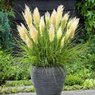 Pampas Grass - Cortaderia Selloana