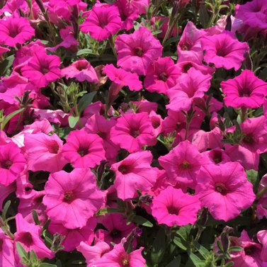 Petunia - Petunia Surfinia Pink Star - Petunia X Hybrida