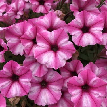 Petunia - Petunia Surfinia pink star Image