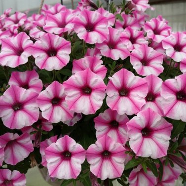 Petunia - Petunia Surfinia pink star Image