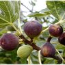 Fig - Injeer - Inzer, Hanjeer - Ficus Carica