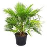 Chamaerops Humilis Palm - European Fan Palm