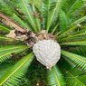 Dioon Mejiae-Palma Teosinte-Mejía's Cycad