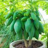 Papaya - Papita - Papaw - Carica Papaya