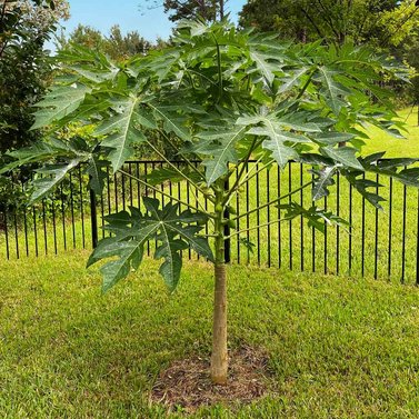 Papaya - Papita - Papaw - Carica Papaya