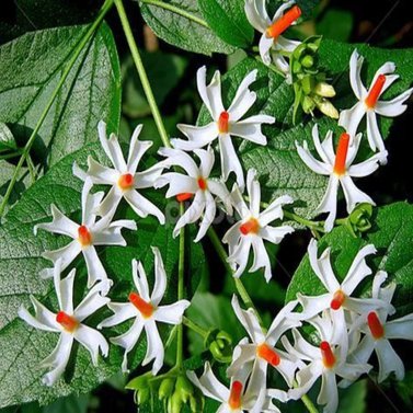 Parijat-Parijatak-Harshringar-Nyctanthes Arbor-Tristis Vine