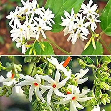 Parijat-Parijatak-Harshringar-Nyctanthes Arbor-Tristis Vine