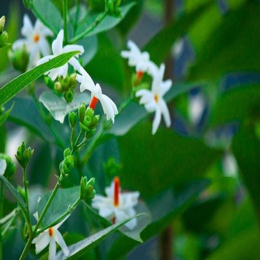 Parijat-Parijatak-Harshringar-Nyctanthes Arbor-Tristis Vine