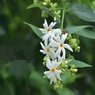 Parijat-Parijatak-Harshringar-Nyctanthes Arbor-Tristis Vine