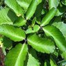 Pathar Chat - Kalanchoe Pinnata-Cathedral Bells-Air Plant-Life Plant-Miracle Leaf-Goethe Plant