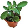 Pathar Chat - Kalanchoe Pinnata-Cathedral Bells-Air Plant-Life Plant-Miracle Leaf-Goethe Plant