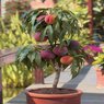 Peach-Prunus Persica-Arru