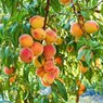 Peach-Prunus Persica-Arru