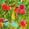 Peach-Prunus Persica-Arru