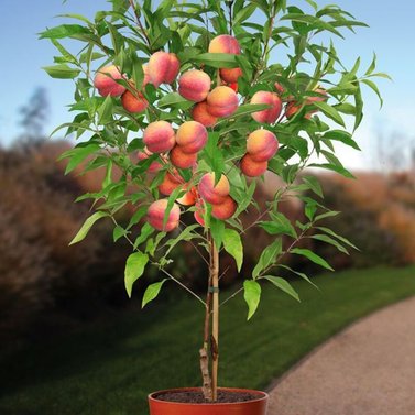 Peach-Prunus Persica-Arru