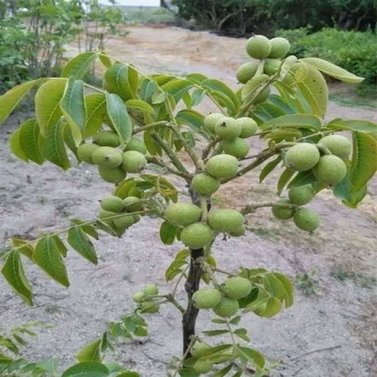 Pear - Nashpati - Pyrus Communis